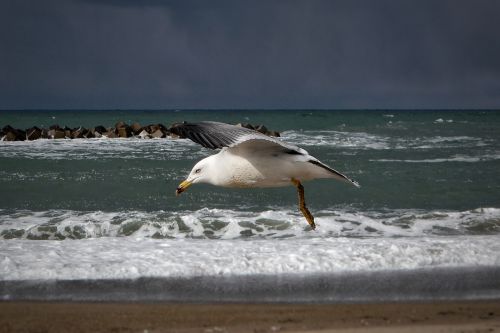 animal sea beach