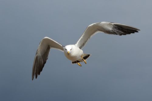 animal sky beach