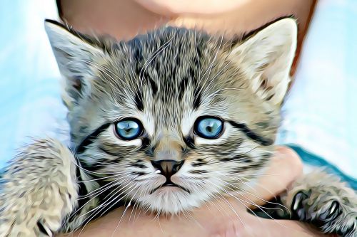 animal cat kitten