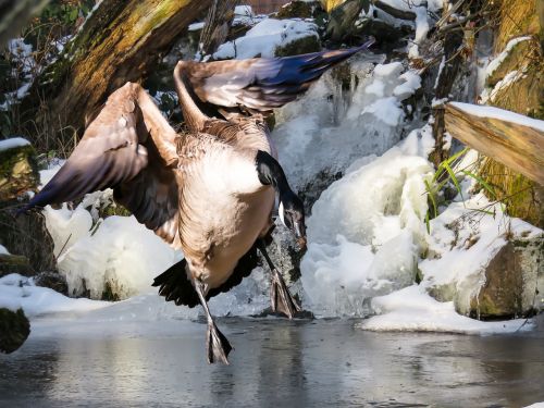 animal goose bird