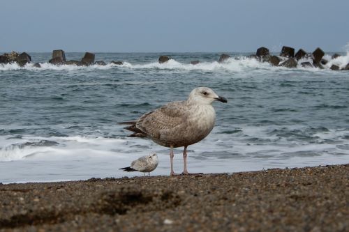 animal sea beach