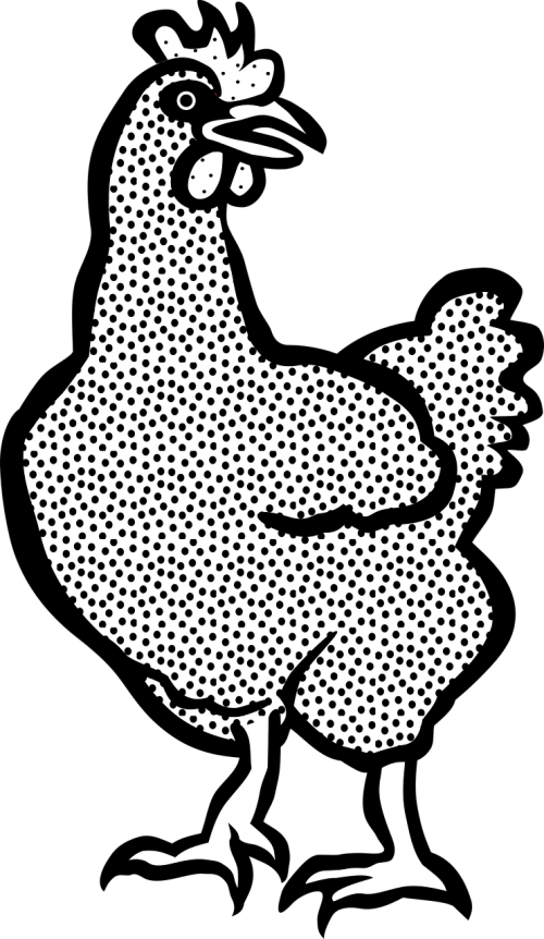 animal chicken farm