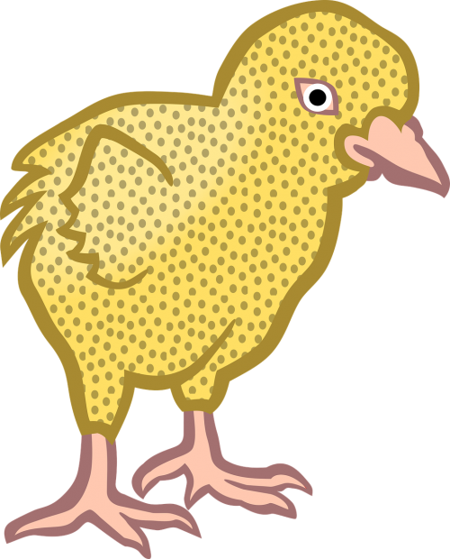 animal chick chicken
