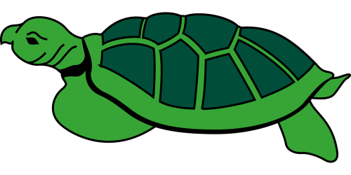 animal reptile tortoise