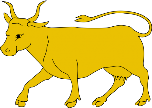 animal bull cattle