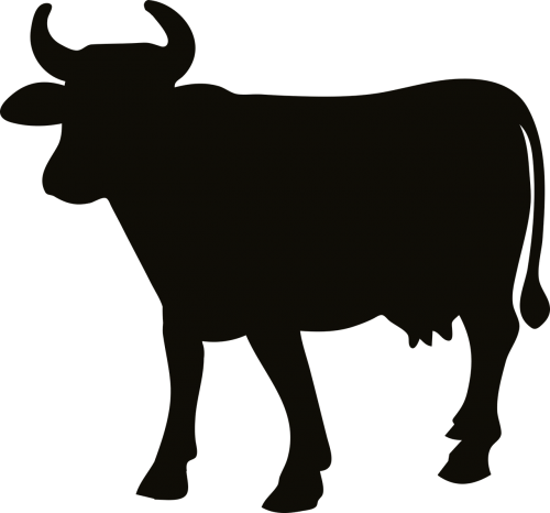 animal cattle cow