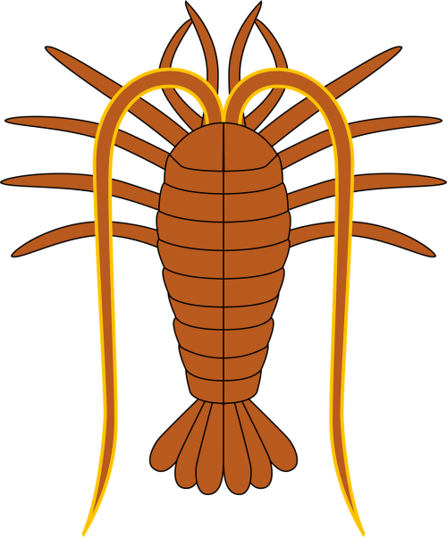 animal crustacean lobster