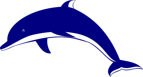 animal dolphin sea