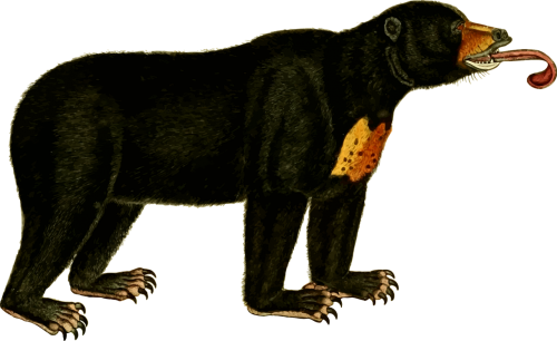 animal bear mammal