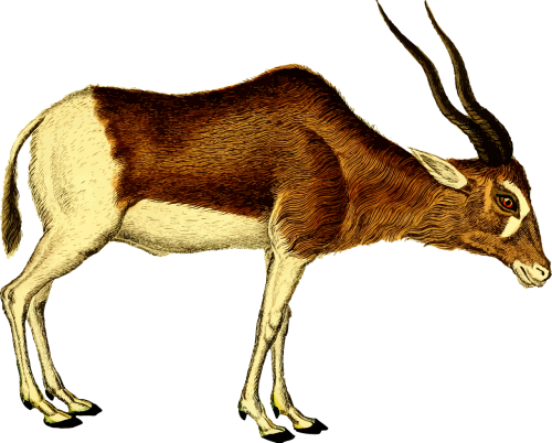 animal antelope mammal