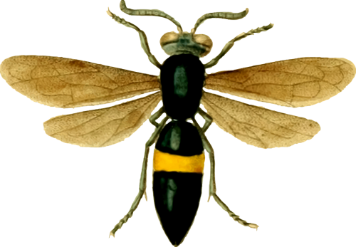 animal hornet insect