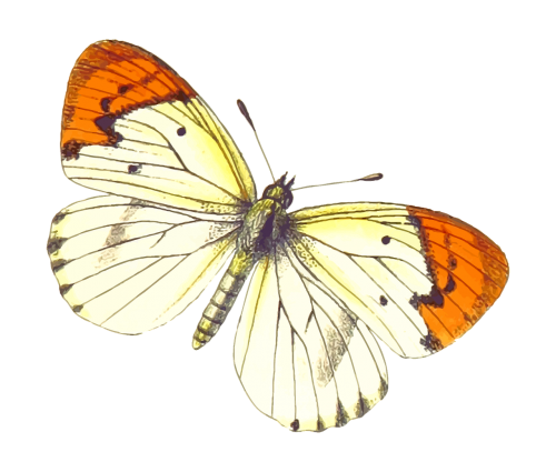 animal butterflies butterfly