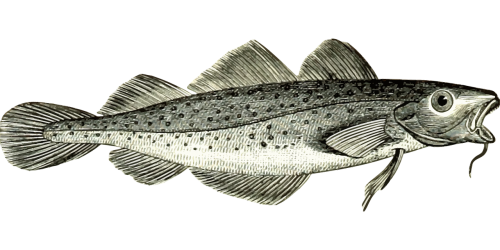 animal cod fish