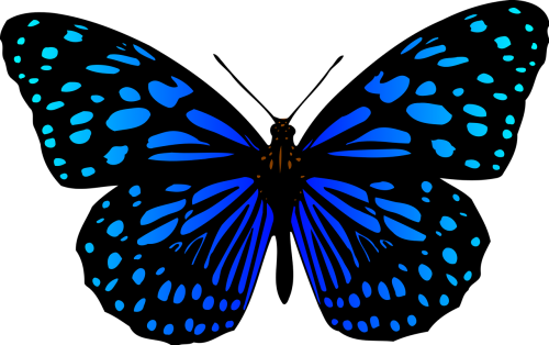 animal butterflies butterfly