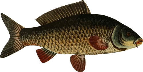 animal carp fish