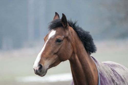 animal horse brown