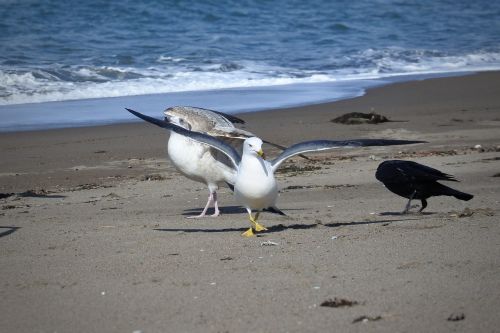 animal sea beach