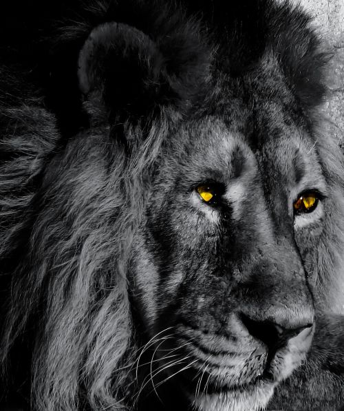 animal lion big cat