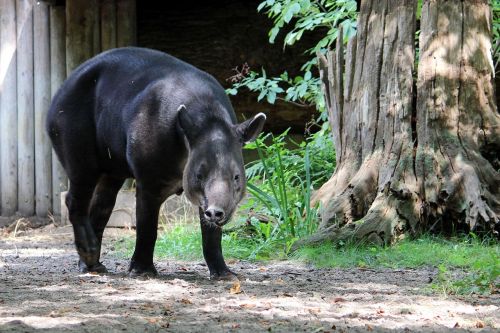 animal mammal tapir