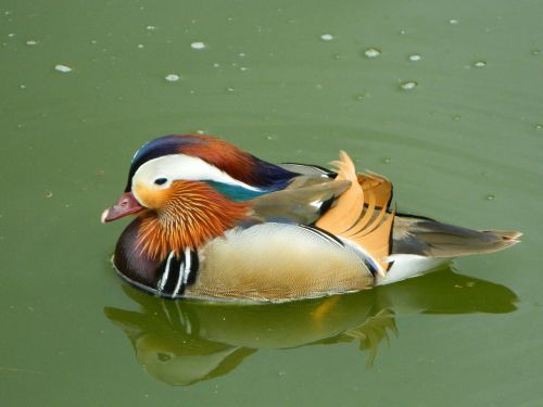 animal duck bird