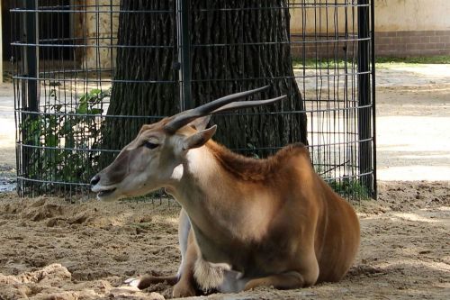 animal mammal horns