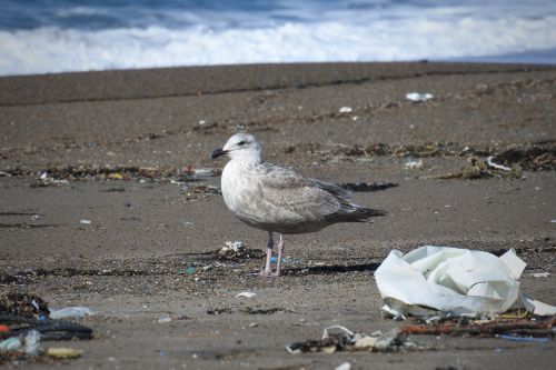 animal sea beach