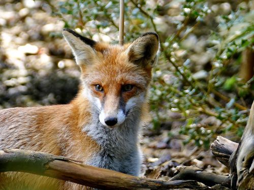 animal fuchs fur