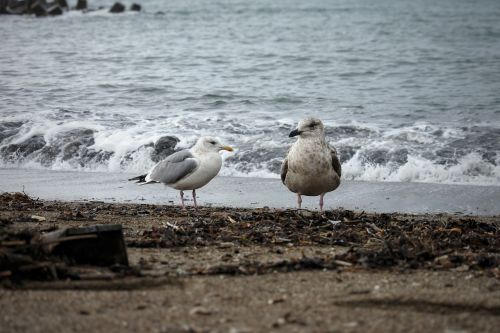 animal sea beach