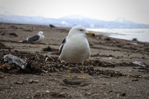 animal sea beach