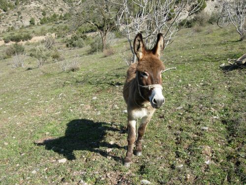 animal donkey animals