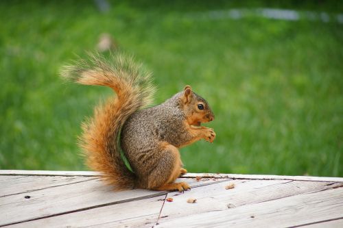 animal squirrel nut