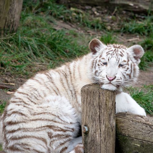 animal tiger white tiger