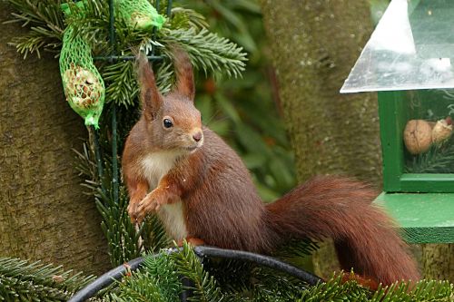 animal squirrel sciurus vulgaris major