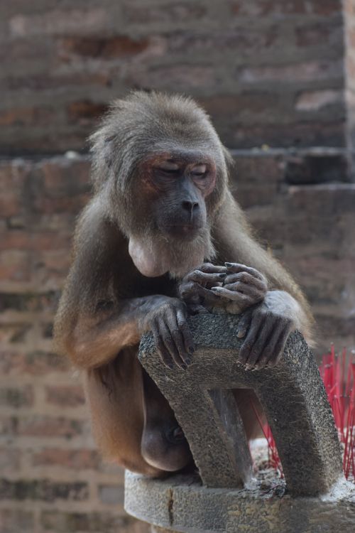 animal feeding monkeys chau thoi