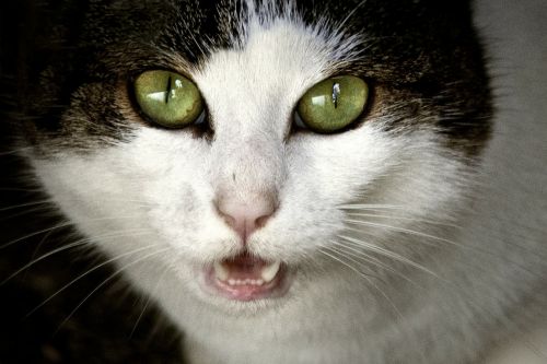 animal cat portrait