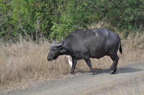 animal buffalo bison