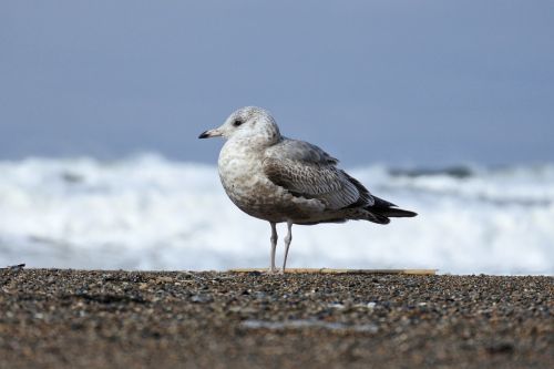 animal sea beach