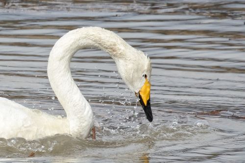 animal swan cygnus columbianus