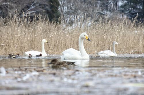 animal swan cygnus columbianus