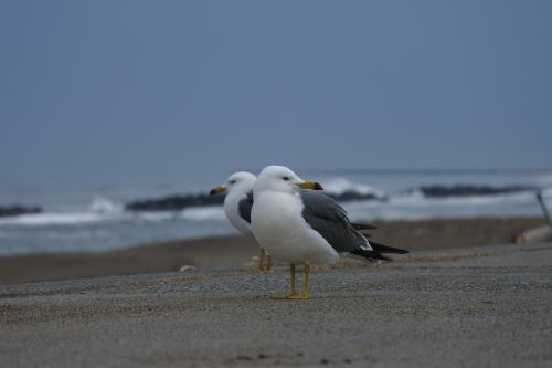 animal sea beach