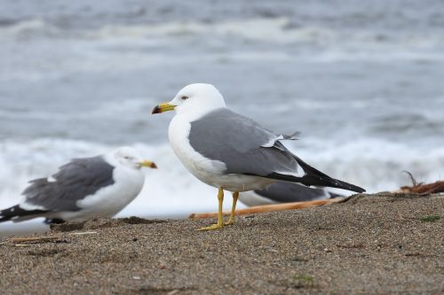 animal sea beach