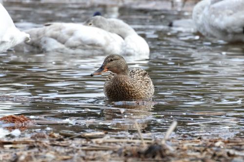 animal duck waterfowl