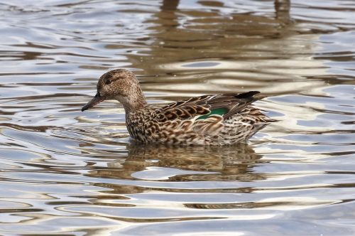 animal duck waterfowl