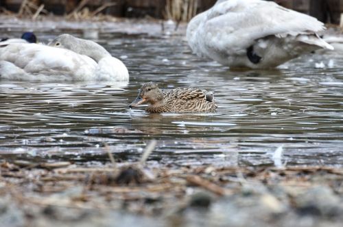 animal duck waterfowl