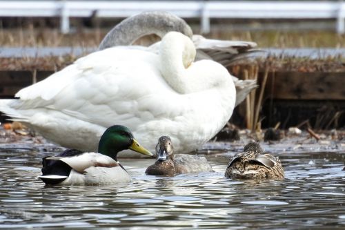 animal duck waterfowl