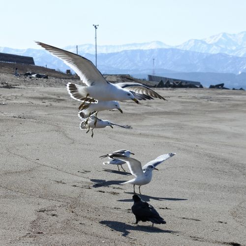 animal beach sea gull