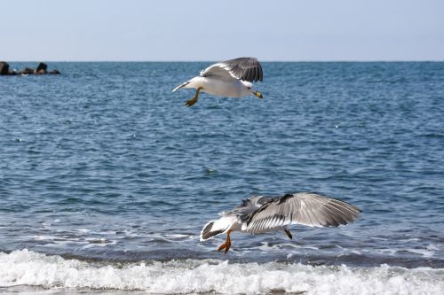 animal sea beach