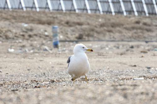 animal sea beach