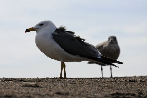 animal sky sea