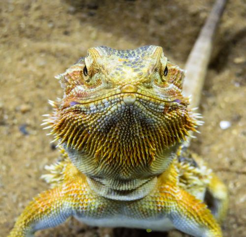 animal lizard agame